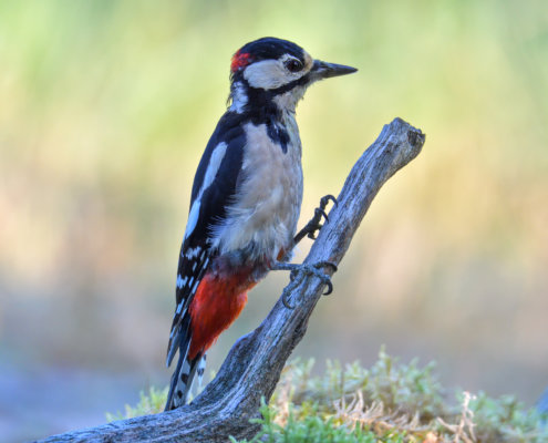 Rezerwat Świdwie, Puszcza Wkrzańska, Great spotted woodpecker, Dendrocopos major, Dzięcioł duży, dzięcioł pstry większy