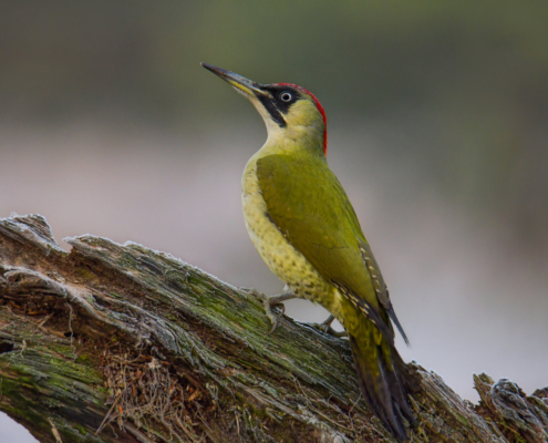 European green woodpecker, Picus viridis, Dzięcioł zielony, ptak, zielony ptak, puszcza wkrzańska, rezerwat świdwie, przyroda, natura, Artur Rydzewski